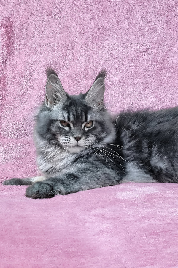 Masy | Maine Coon Kitten