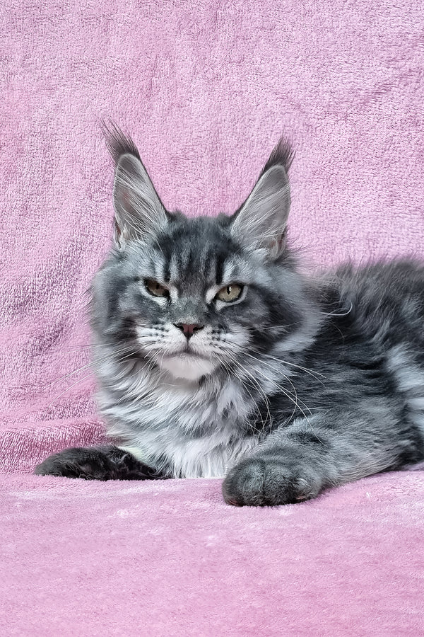 Masy | Maine Coon Kitten