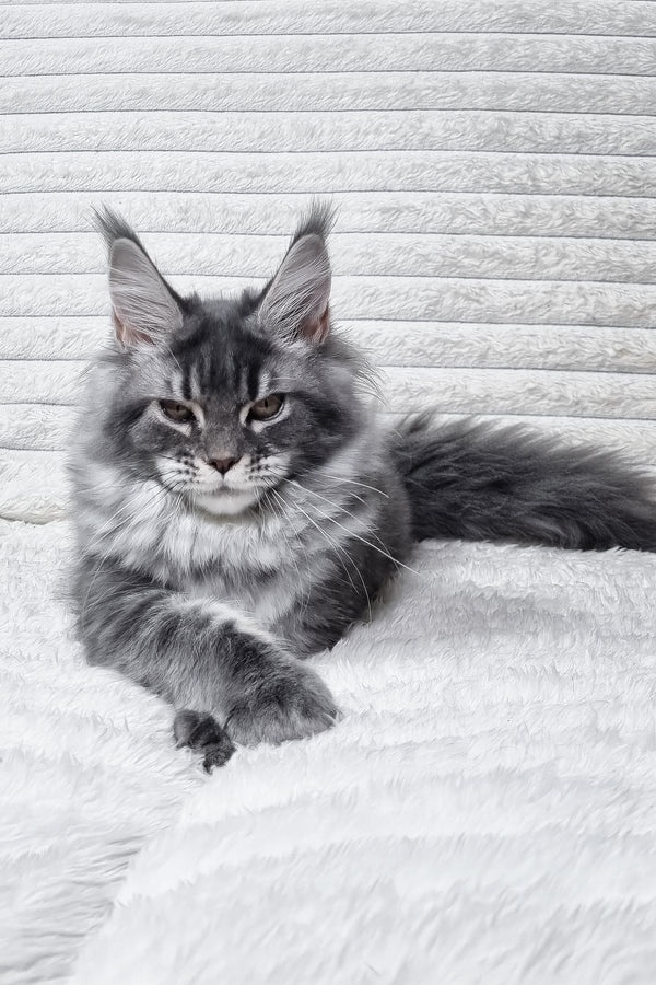 Masy | Maine Coon Kitten