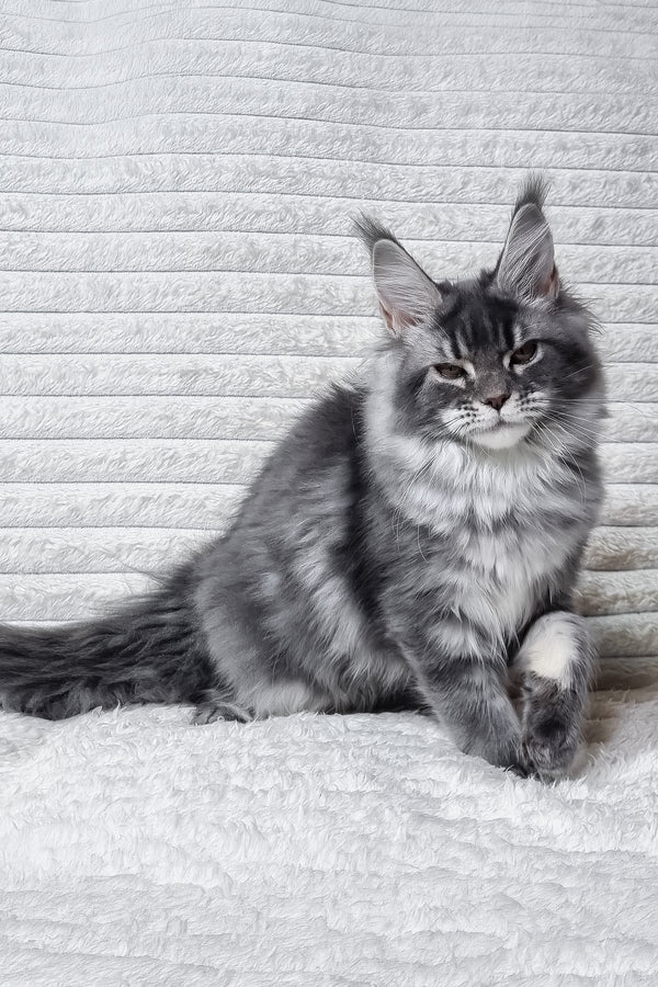 Masy | Maine Coon Kitten