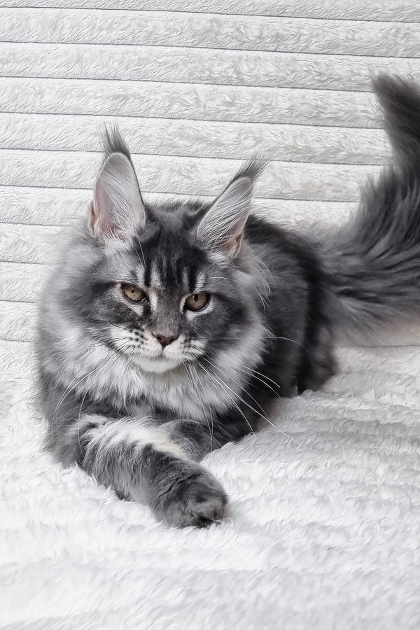 Masy | Maine Coon Kitten
