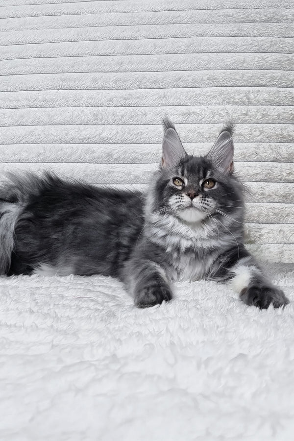 Masy | Maine Coon Kitten