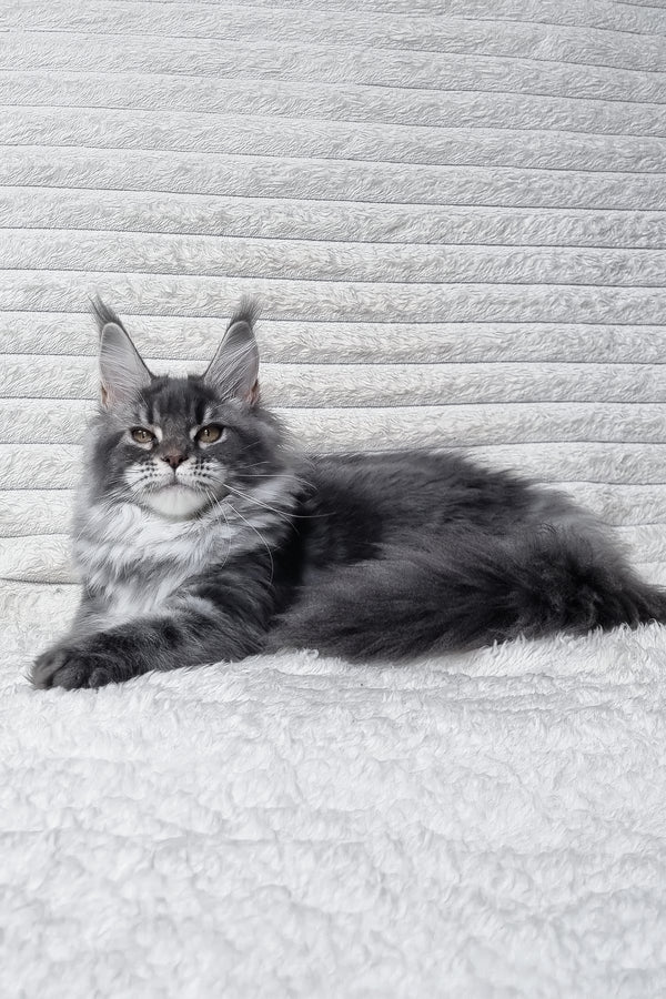 Masy | Maine Coon Kitten