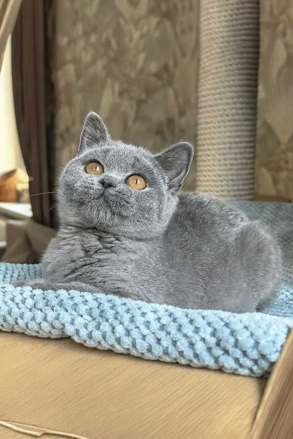 Max | British Shorthair Kitten