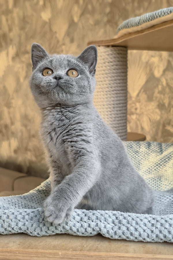 Max | British Shorthair Kitten