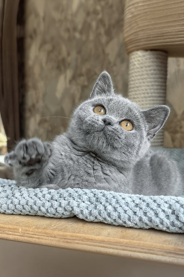 Max | British Shorthair Kitten