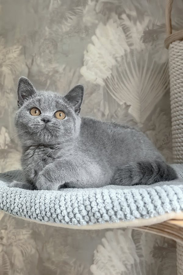 Max | British Shorthair Kitten