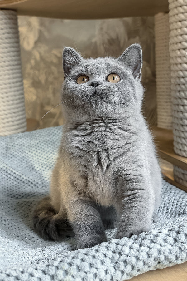 Max | British Shorthair Kitten