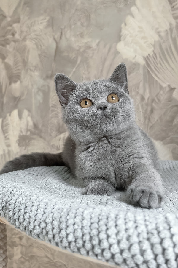 Max | British Shorthair Kitten