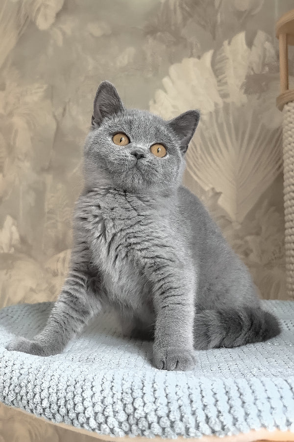 Max | British Shorthair Kitten