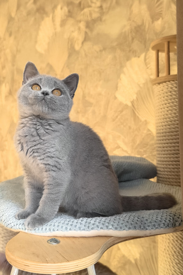 Max | British Shorthair Kitten