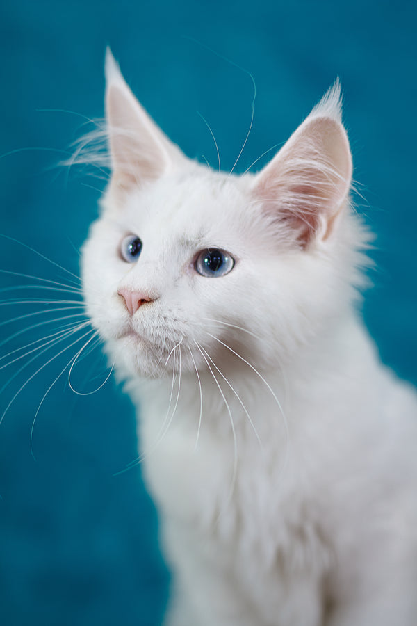 Mazurka Ingrid | Maine Coon Kitten