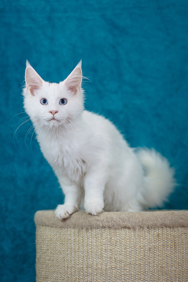 Mazurka Ingrid | Maine Coon Kitten