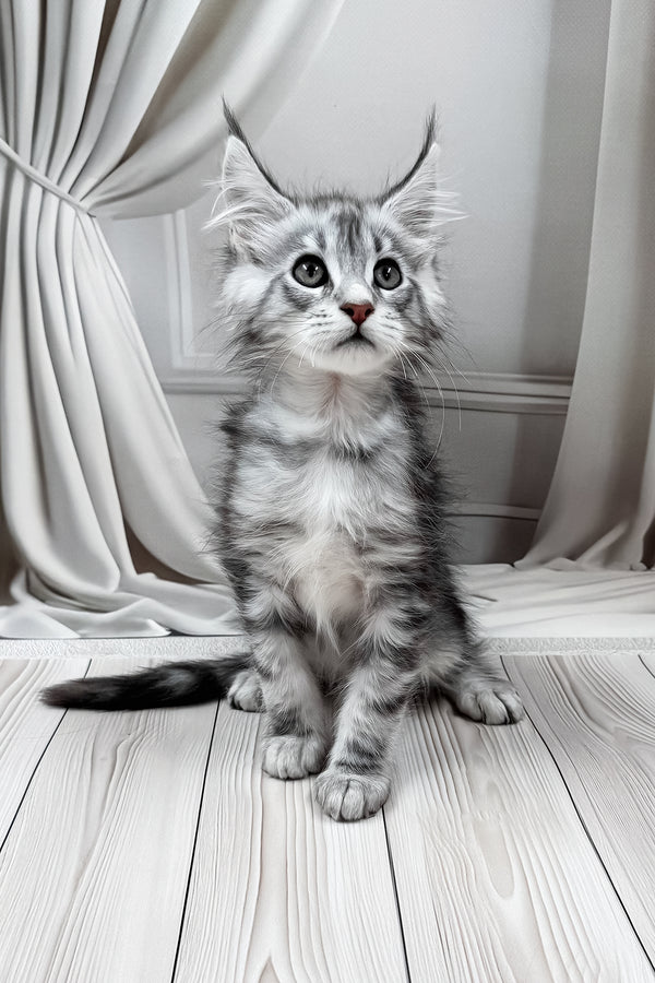 Meet | Maine Coon Kitten