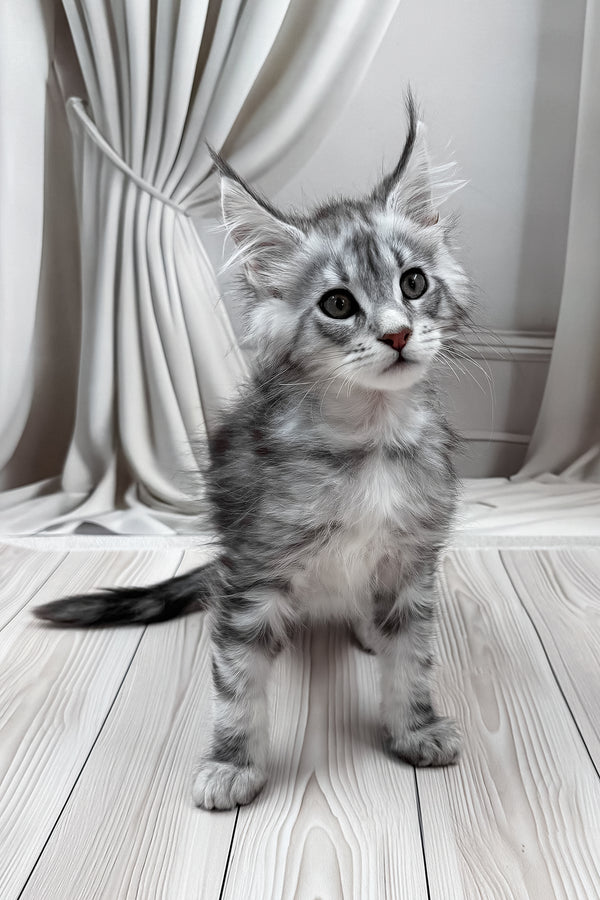 Meet | Maine Coon Kitten