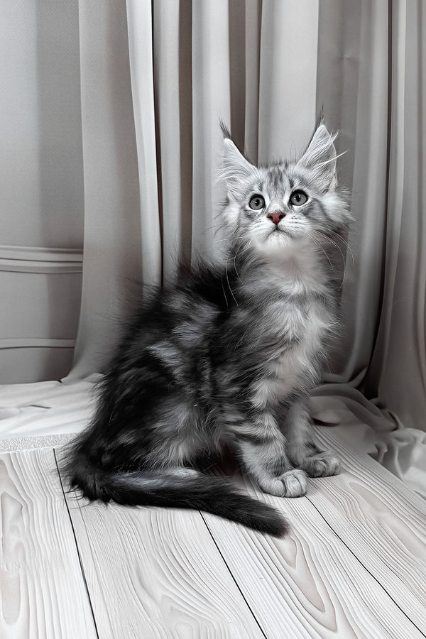 Meet | Maine Coon Kitten