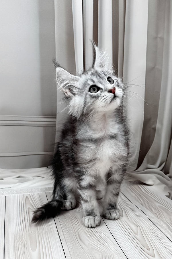 Meet | Maine Coon Kitten