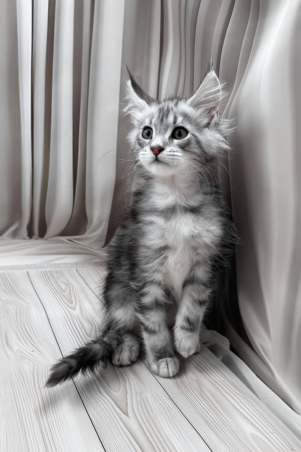 Meet | Maine Coon Kitten