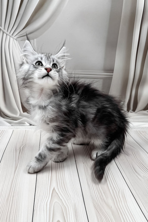 Meet | Maine Coon Kitten