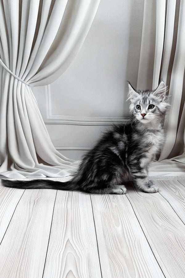 Meet | Maine Coon Kitten