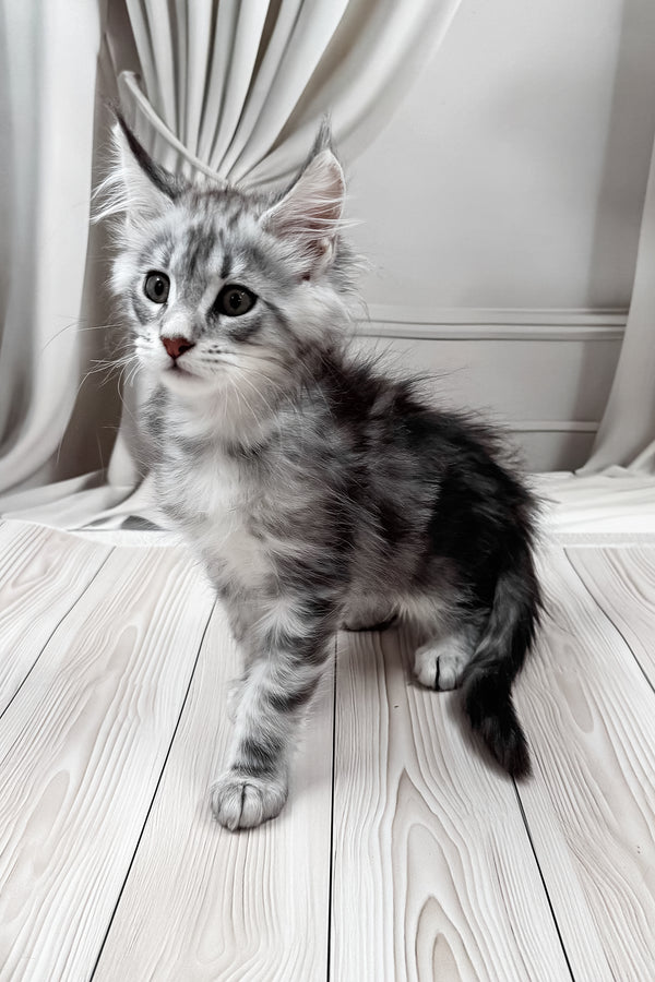 Meet | Maine Coon Kitten