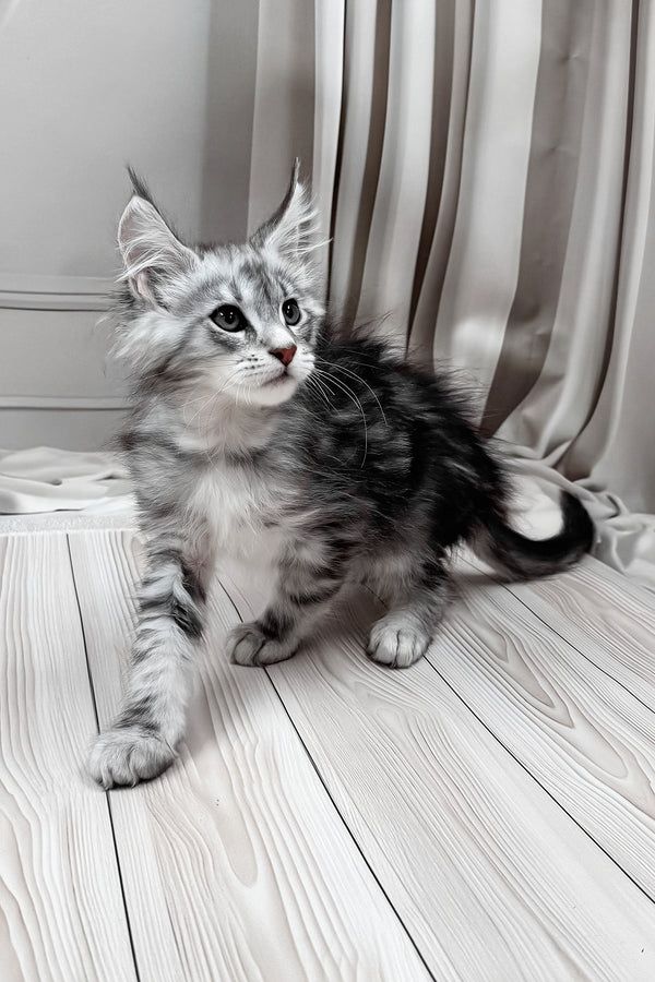 Meet | Maine Coon Kitten
