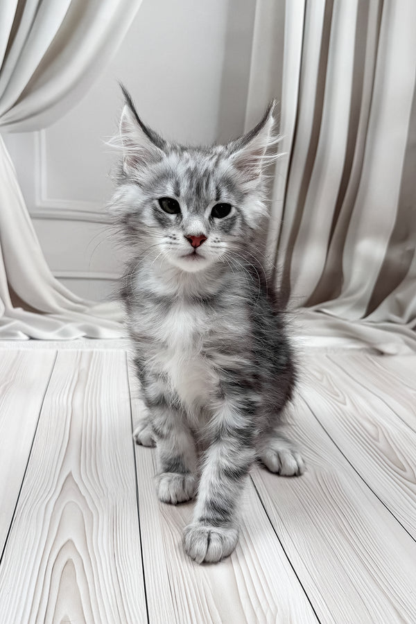 Meet | Maine Coon Kitten