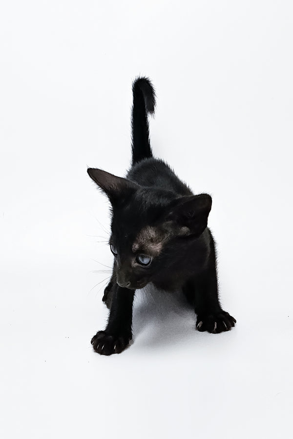 Melanica | Oriental Shorthair Kitten