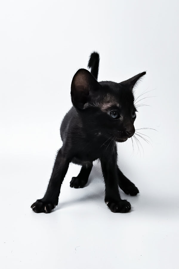 Melanica | Oriental Shorthair Kitten
