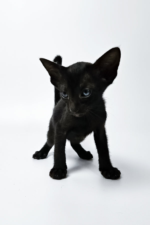 Melanica | Oriental Shorthair Kitten