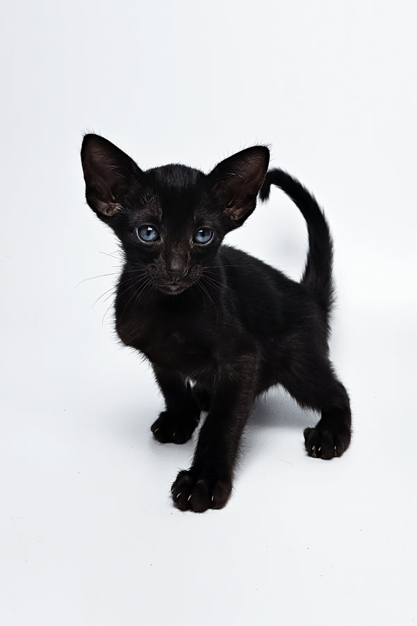 Melanica | Oriental Shorthair Kitten