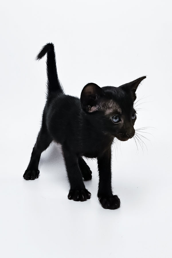 Melanica | Oriental Shorthair Kitten