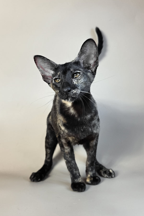 Melanka | Oriental Shorthair Kitten
