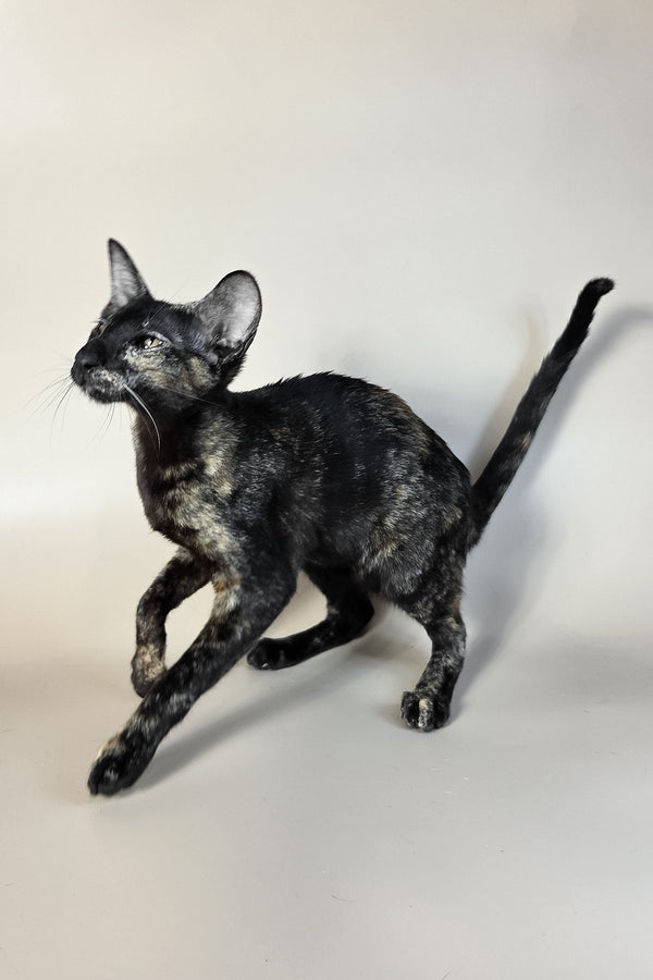 Melanka | Oriental Shorthair Kitten