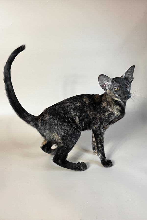 Melanka | Oriental Shorthair Kitten