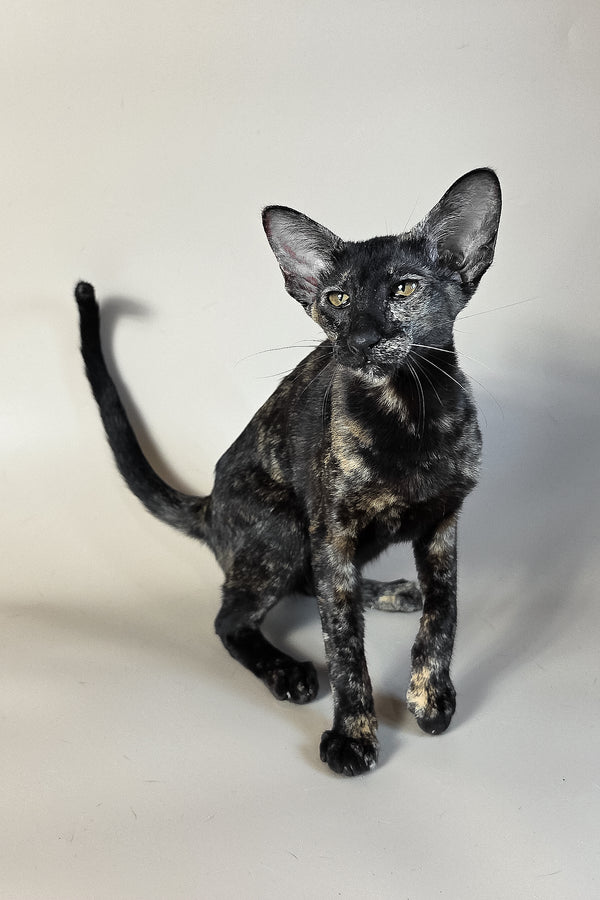 Melanka | Oriental Shorthair Kitten
