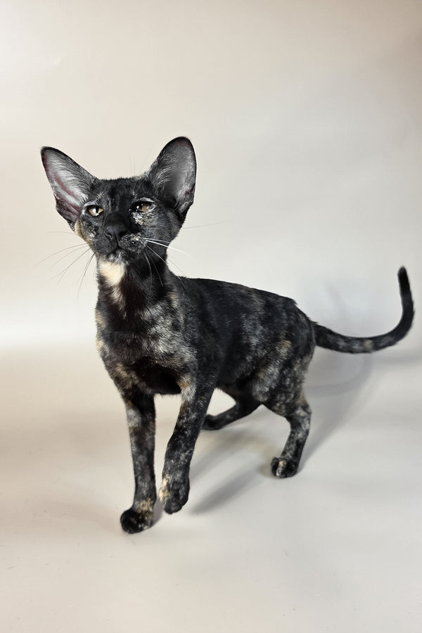 Melanka | Oriental Shorthair Kitten