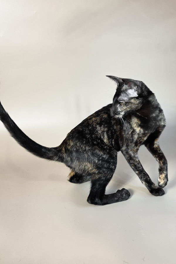 Melanka | Oriental Shorthair Kitten