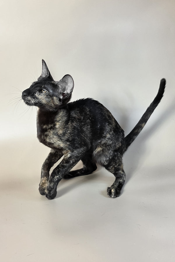 Melanka | Oriental Shorthair Kitten