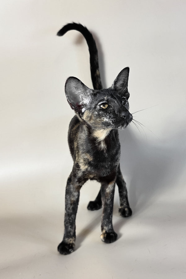 Melanka | Oriental Shorthair Kitten