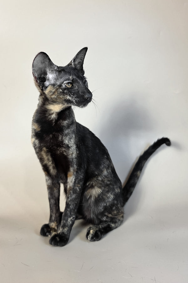 Melanka | Oriental Shorthair Kitten