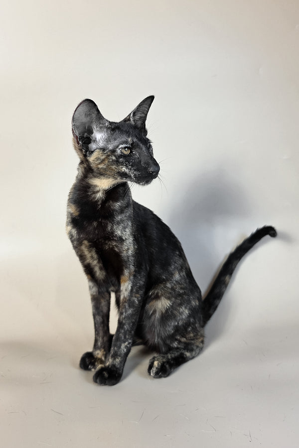 Melanka | Oriental Shorthair Kitten