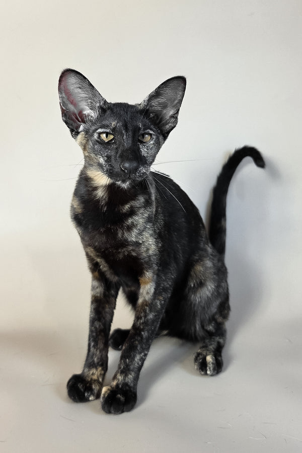Melanka | Oriental Shorthair Kitten