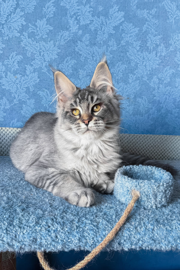 Melissa | Maine Coon Kitten