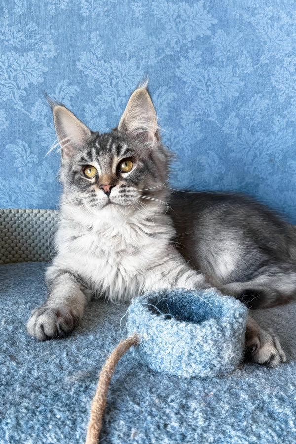 Melissa | Maine Coon Kitten
