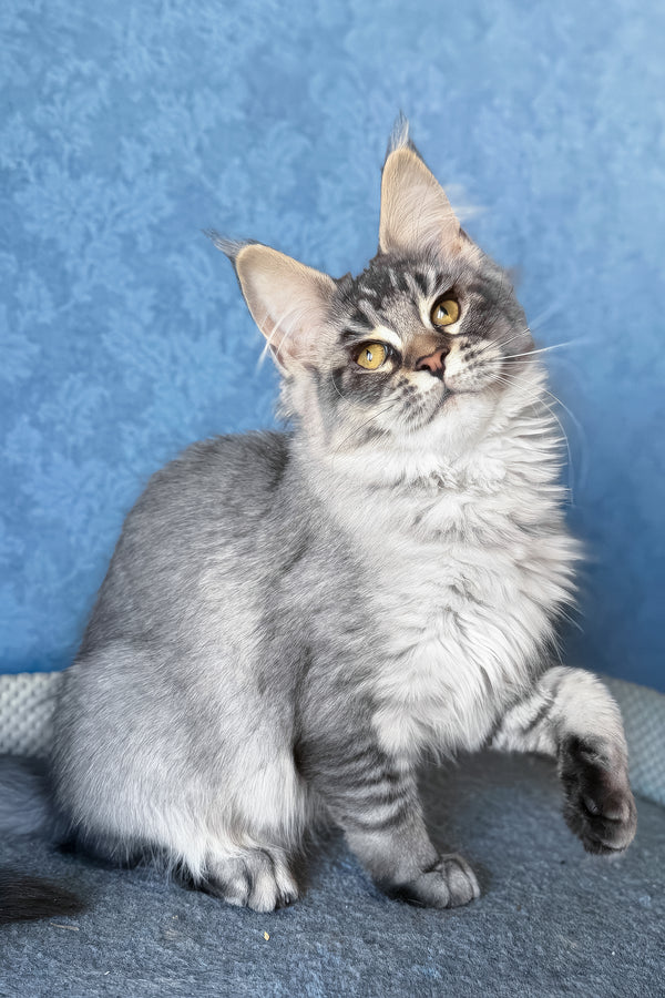 Melissa | Maine Coon Kitten
