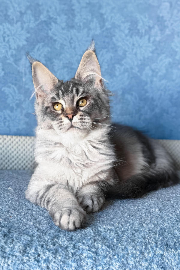 Melissa | Maine Coon Kitten