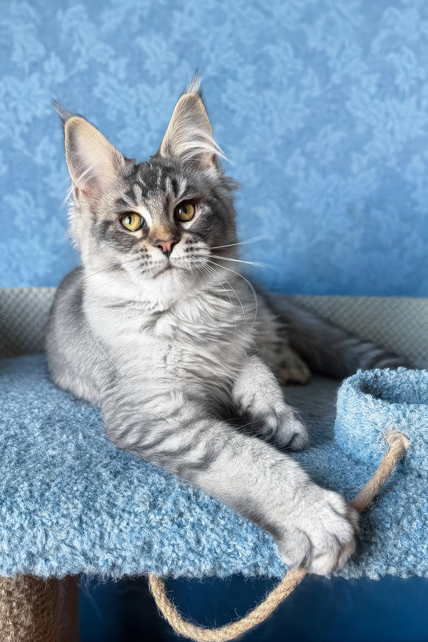 Melissa | Maine Coon Kitten