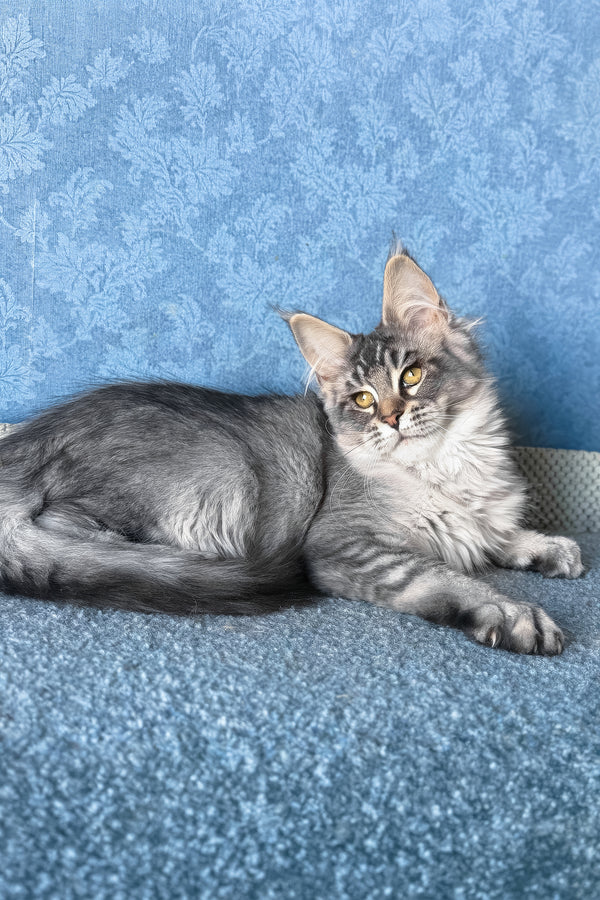 Melissa | Maine Coon Kitten