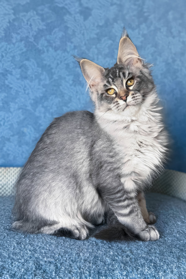 Melissa | Maine Coon Kitten